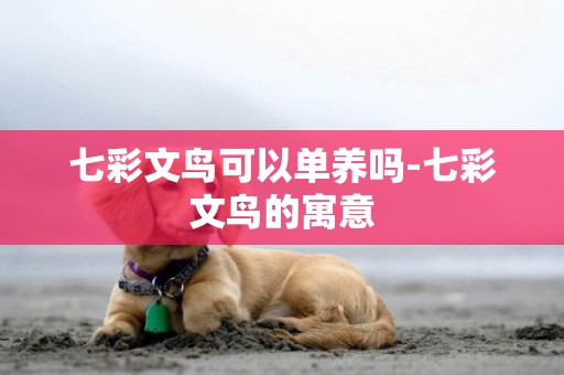 七彩文鳥可以單養嗎-七彩文鳥的寓意