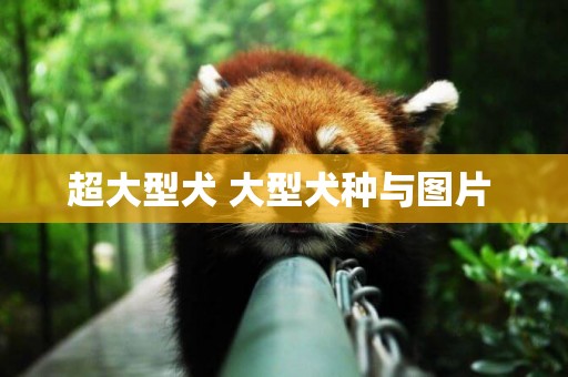 超大型犬 大型犬種與圖片 