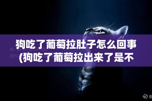 狗吃了葡萄拉肚子怎么回事(狗吃了葡萄拉出來了是不是就沒事了)