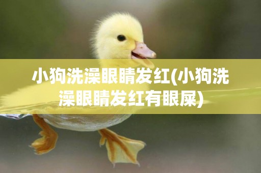 小狗洗澡眼睛發紅(小狗洗澡眼睛發紅有眼屎)