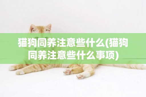 貓狗同養注意些什么(貓狗同養注意些什么事項)