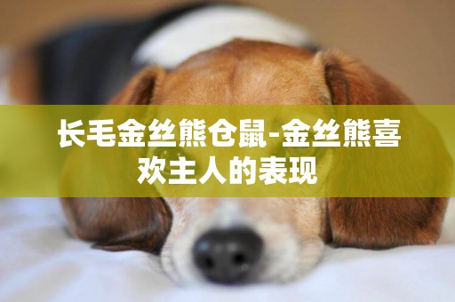 長毛金絲熊倉鼠-金絲熊喜歡主人的表現