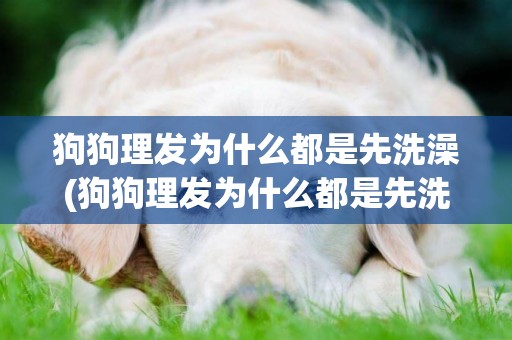 狗狗理發為什么都是先洗澡(狗狗理發為什么都是先洗澡后洗頭)