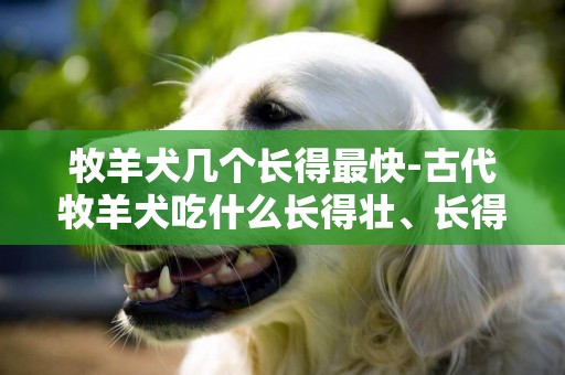 牧羊犬幾個長得最快-古代牧羊犬吃什么長得壯、長得快