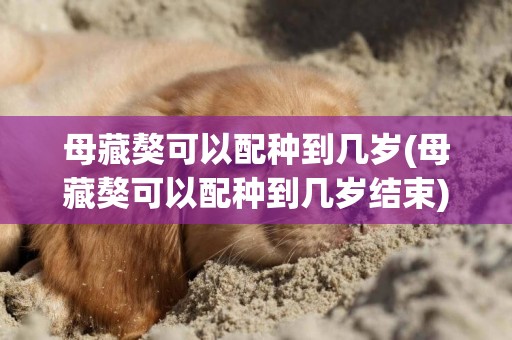 母藏獒可以配種到幾歲(母藏獒可以配種到幾歲結束)