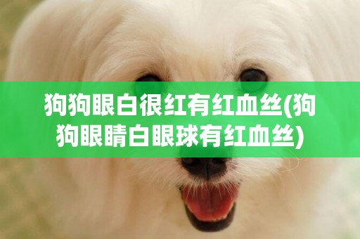 狗狗眼白很紅有紅血絲(狗狗眼睛白眼球有紅血絲)