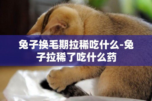 兔子換毛期拉稀吃什么-兔子拉稀了吃什么藥
