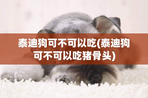 泰迪狗可不可以吃(泰迪狗可不可以吃豬骨頭)