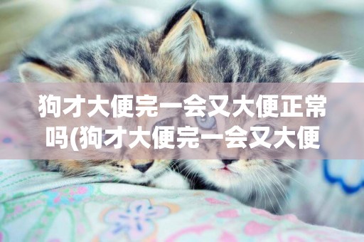 狗才大便完一會又大便正常嗎(狗才大便完一會又大便正常嗎怎么回事)