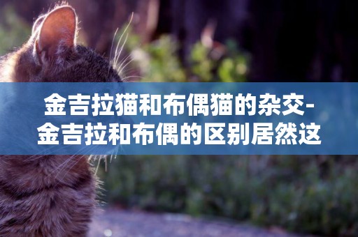 金吉拉貓和布偶貓的雜交-金吉拉和布偶的區別居然這么大