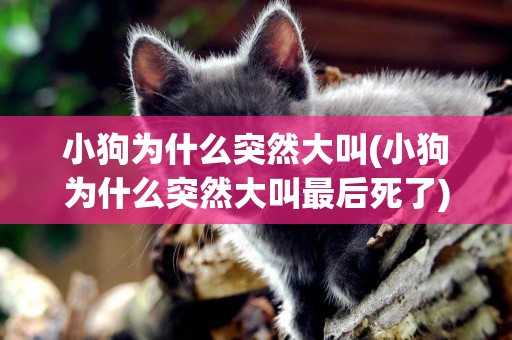 小狗為什么突然大叫(小狗為什么突然大叫最后死了)