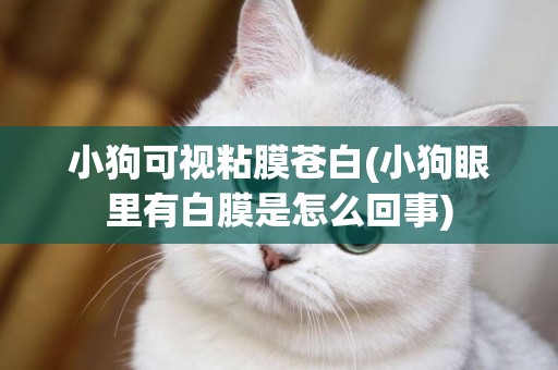 小狗可視粘膜蒼白(小狗眼里有白膜是怎么回事)