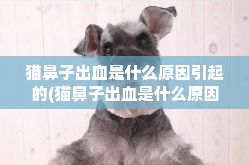貓鼻子出血是什么原因引起的(貓鼻子出血是什么原因引起的呢)