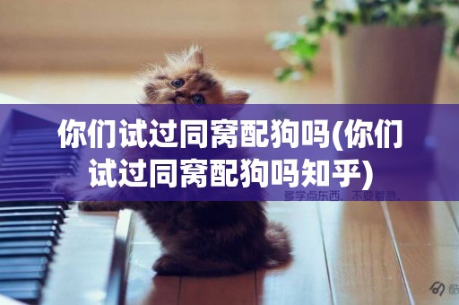 你們試過同窩配狗嗎(你們試過同窩配狗嗎知乎)