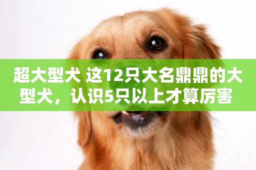 超大型犬 這12只大名鼎鼎的大型犬，認識5只以上才算厲害 