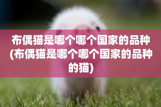 布偶貓是哪個哪個國家的品種(布偶貓是哪個哪個國家的品種的貓)