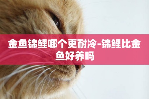 金魚錦鯉哪個更耐冷-錦鯉比金魚好養嗎
