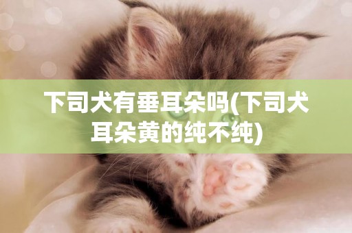 下司犬有垂耳朵嗎(下司犬耳朵黃的純不純)