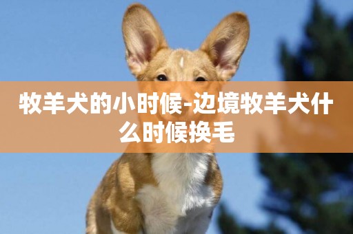 牧羊犬的小時候-邊境牧羊犬什么時候換毛