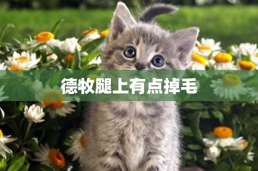 德牧腿上有點掉毛