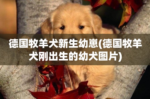 德國牧羊犬新生幼崽(德國牧羊犬剛出生的幼犬圖片)