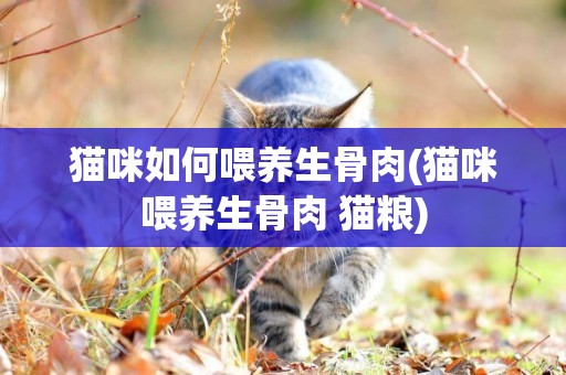 貓咪如何喂養生骨肉(貓咪喂養生骨肉 貓糧)