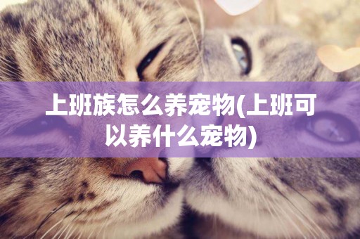 上班族怎么養寵物(上班可以養什么寵物)