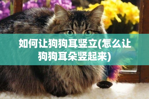 如何讓狗狗耳豎立(怎么讓狗狗耳朵豎起來)