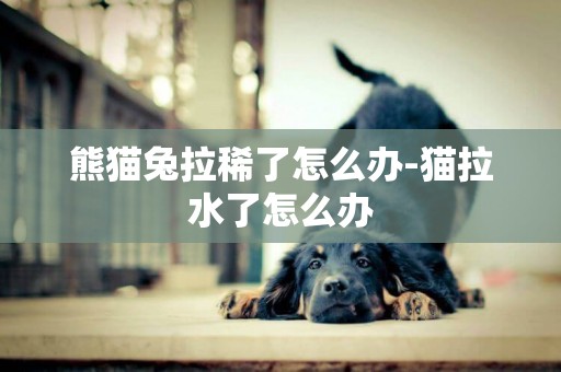 熊貓兔拉稀了怎么辦-貓拉水了怎么辦