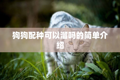 狗狗配種可以溜嗎的簡單介紹