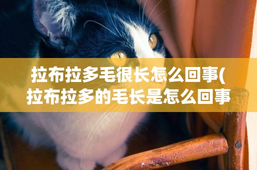 拉布拉多毛很長怎么回事(拉布拉多的毛長是怎么回事)