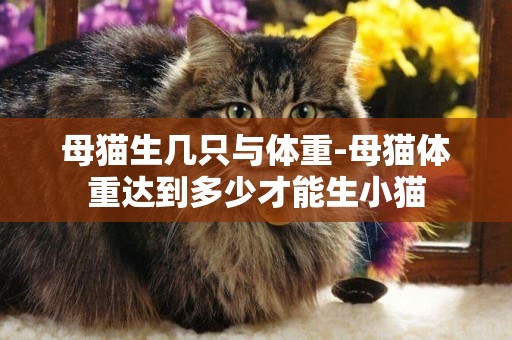 母貓生幾只與體重-母貓體重達到多少才能生小貓