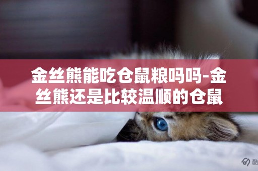 金絲熊能吃倉鼠糧嗎嗎-金絲熊還是比較溫順的倉鼠