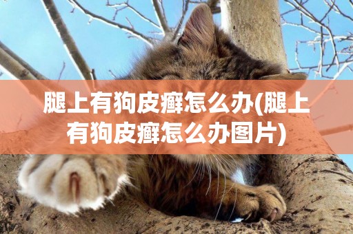 腿上有狗皮癬怎么辦(腿上有狗皮癬怎么辦圖片)