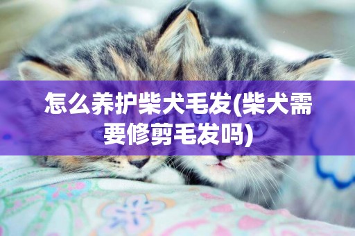 怎么養護柴犬毛發(柴犬需要修剪毛發嗎)