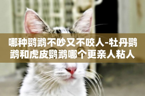 哪種鸚鵡不吵又不咬人-牡丹鸚鵡和虎皮鸚鵡哪個更親人粘人