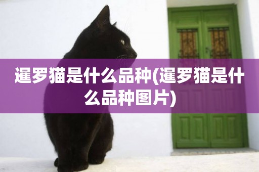 暹羅貓是什么品種(暹羅貓是什么品種圖片)
