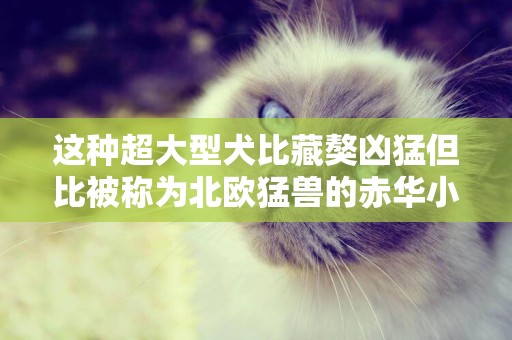 這種超大型犬比藏獒兇猛但比被稱為北歐猛獸的赤華小 