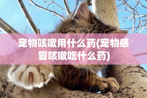 寵物咳嗽用什么藥(寵物感冒咳嗽吃什么藥)