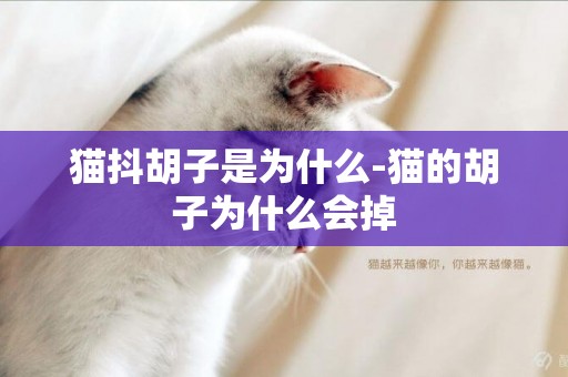 貓抖胡子是為什么-貓的胡子為什么會掉