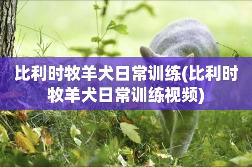 比利時牧羊犬日常訓練(比利時牧羊犬日常訓練視頻)