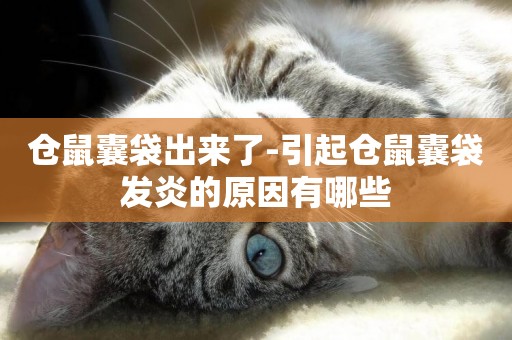 倉鼠囊袋出來了-引起倉鼠囊袋發炎的原因有哪些