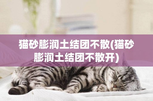 貓砂膨潤土結團不散(貓砂膨潤土結團不散開)
