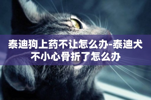 泰迪狗上藥不讓怎么辦-泰迪犬不小心骨折了怎么辦
