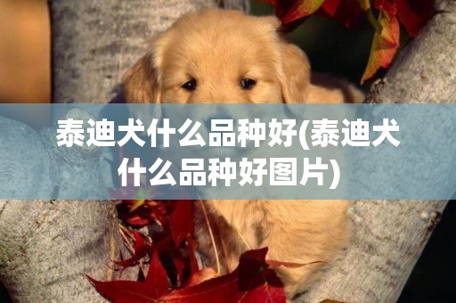 泰迪犬什么品種好(泰迪犬什么品種好圖片)