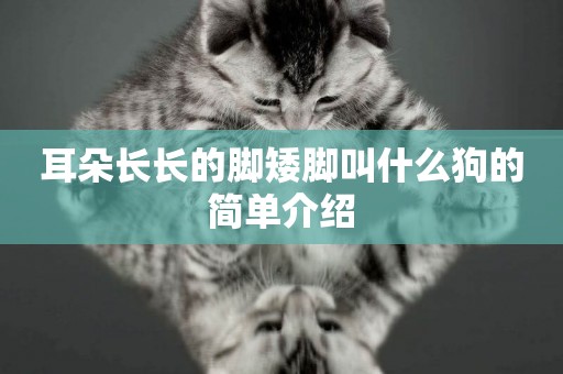 耳朵長長的腳矮腳叫什么狗的簡單介紹