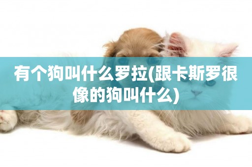 有個狗叫什么羅拉(跟卡斯羅很像的狗叫什么)