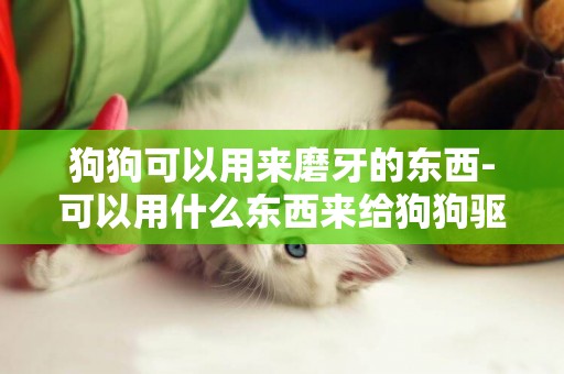 狗狗可以用來磨牙的東西-可以用什么東西來給狗狗驅蚊