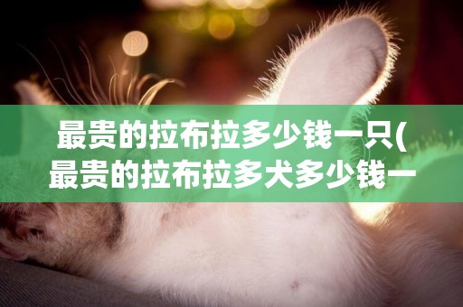 最貴的拉布拉多少錢一只(最貴的拉布拉多犬多少錢一只)