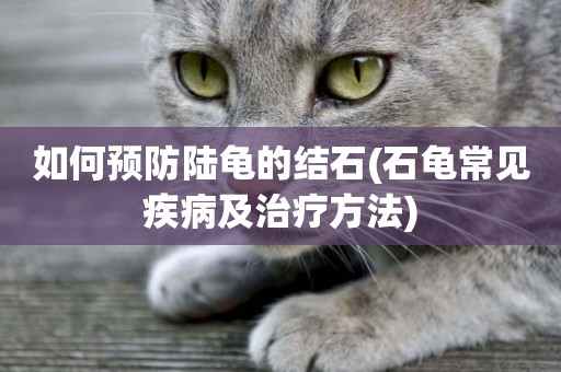 如何預防陸龜的結石(石龜常見疾病及治療方法)